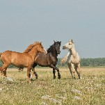 New Project 2025 L Just Dropped: The Admin’s Sending Wild Horses Off to Die