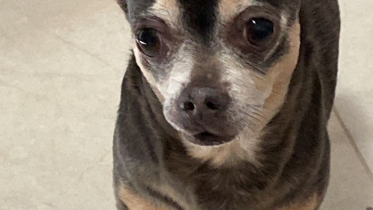 Chihuahua Missing for 12 Years Finally Returns Home, 'Written in the Stars'