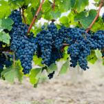 Raging Wildfires Are Already Crippling the French Wine World
