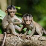 Humans Love Their Pets. Turns Out, so Do Monkeys.
