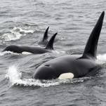 We Really Don’t Give Thanks Often Enough That Orcas Don’t See Us as Food