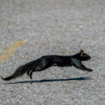 Watch a Squirrel Elude 15 Grounds Crew Members at Last Night's Orioles-Tigers Ballgame